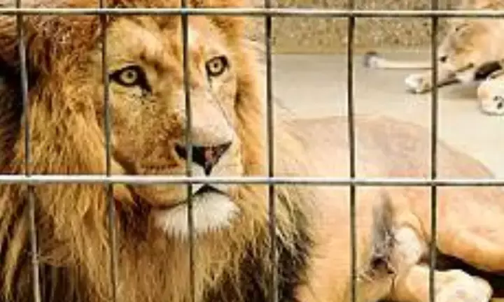 Forest Officer of the Akbar - Sita Row Suspended