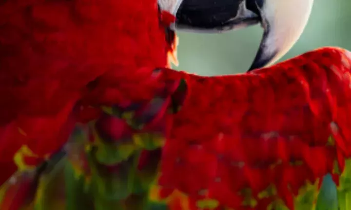 What Is Parrot Fever? Why Is It Fatal?