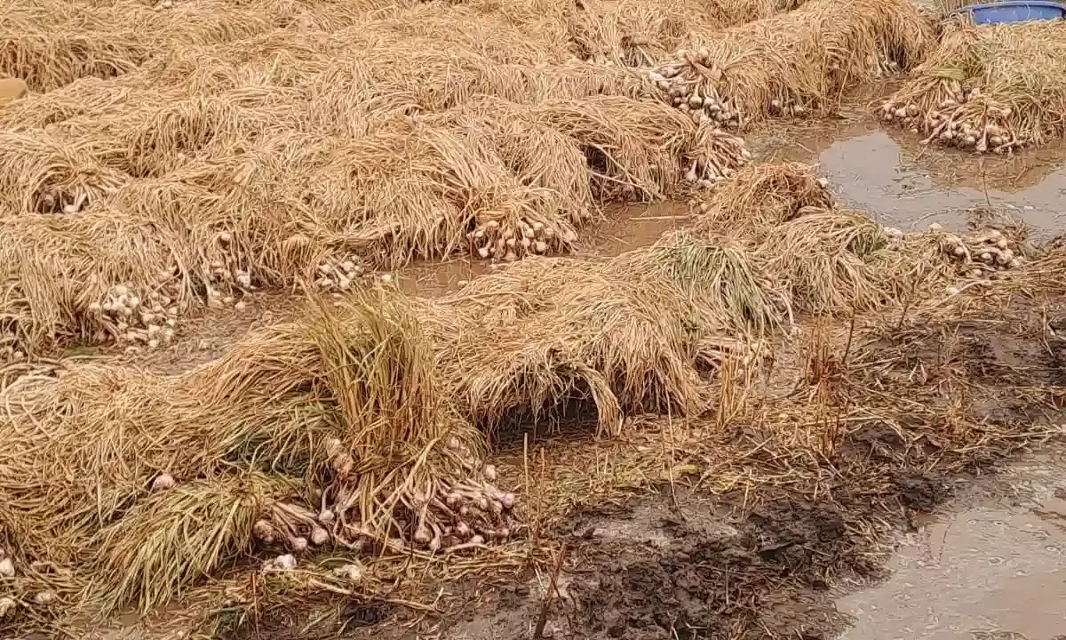 बेमौसम बारिश ने क़र्ज़दार किसानों की तोड़ी कमर, फसल के मुआवज़े की शर्तों ने बढ़ाई चिंता