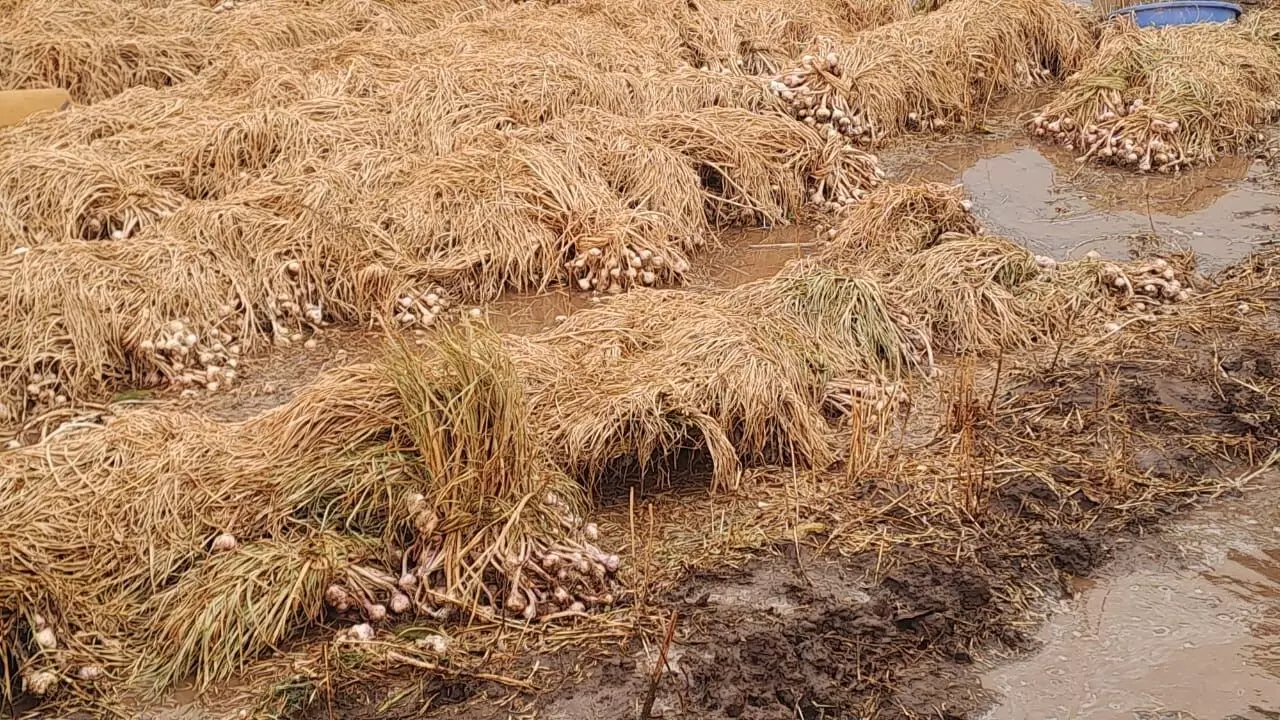 बेमौसम बारिश ने क़र्ज़दार किसानों की तोड़ी कमर, फसल के मुआवज़े की शर्तों ने बढ़ाई चिंता बेमौसम बारिश ने क़र्ज़दार किसानों की तोड़ी कमर, फसल के मुआवज़े की शर्तों ने बढ़ाई चिंता