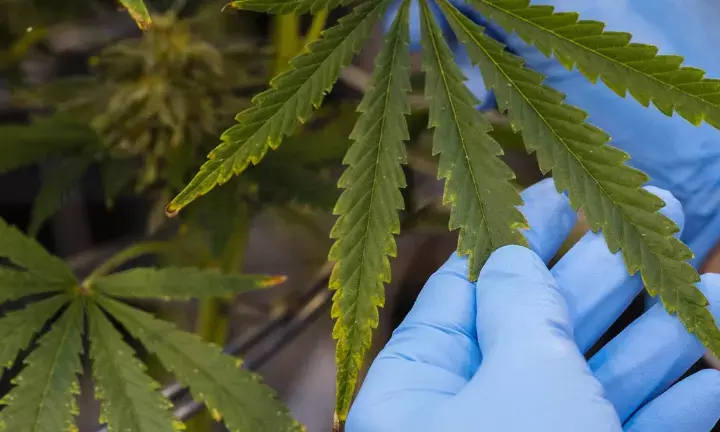 Cannabis Partially Decriminalized in Germany