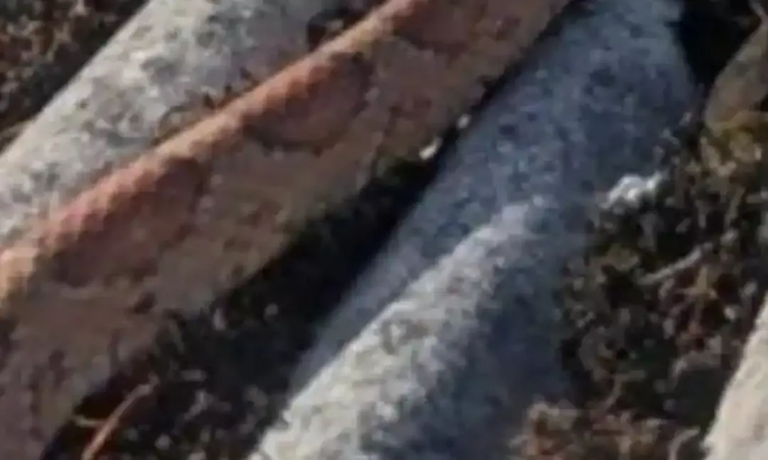 A Snake From The Blue