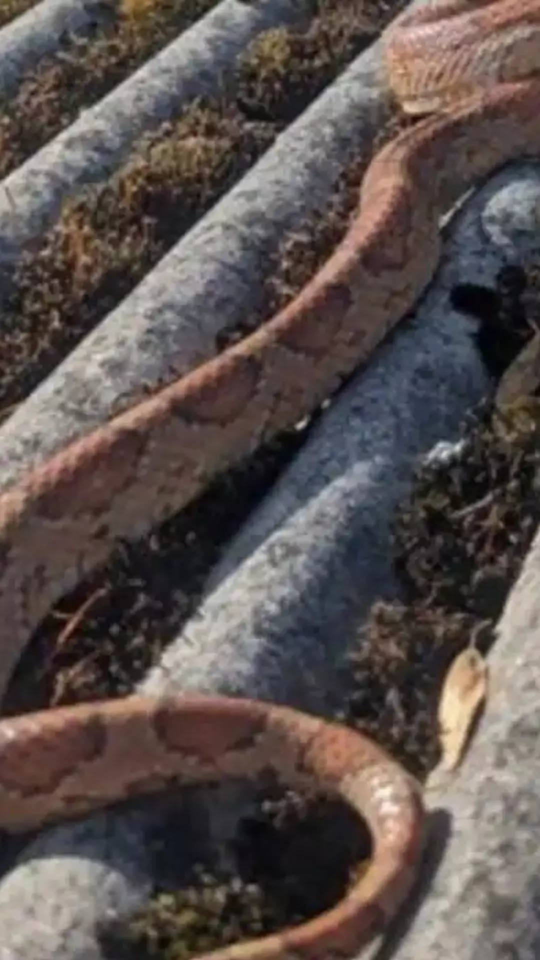 A Snake From The Blue A Snake From The Blue