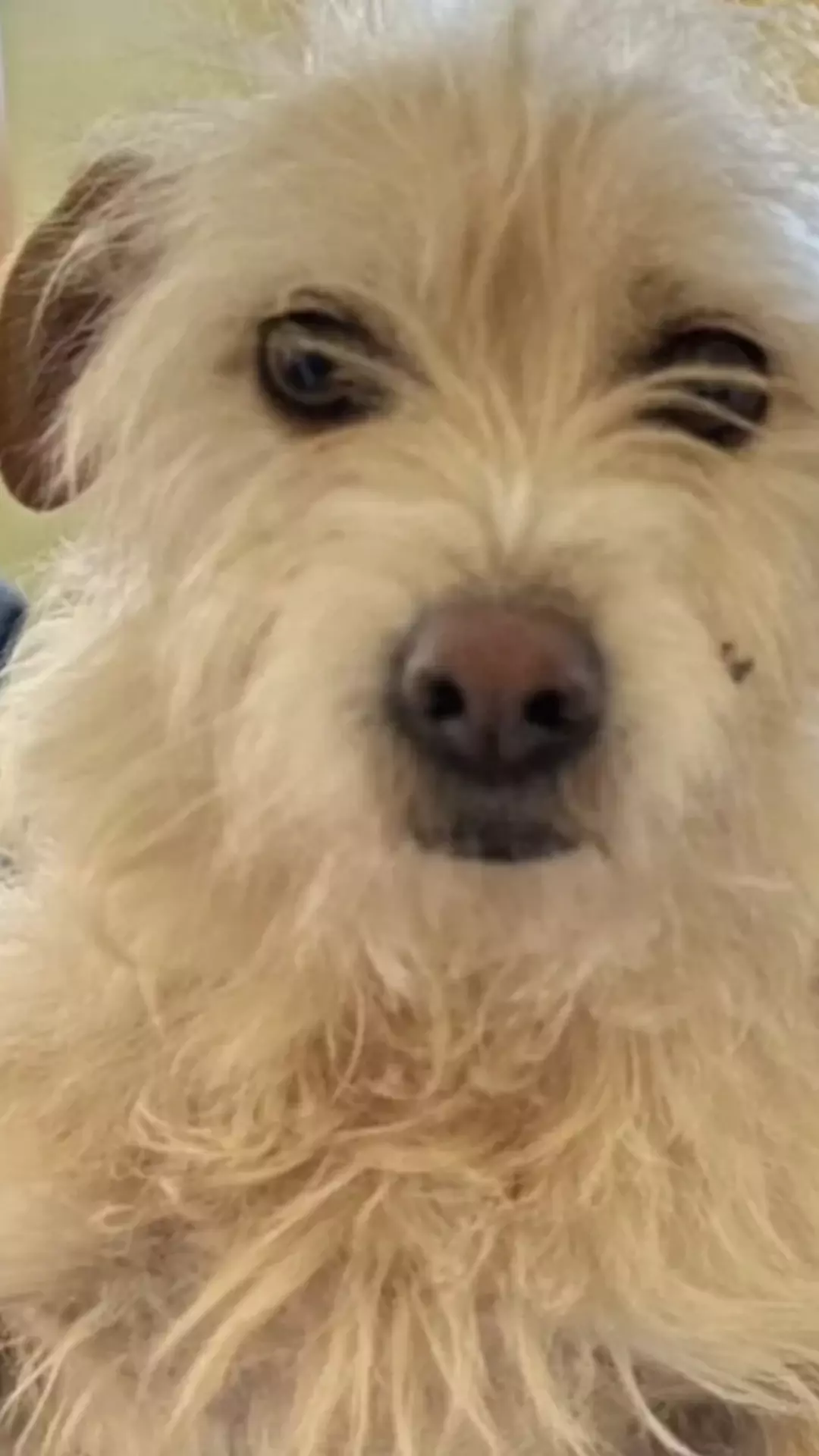 The Runaway Puppy The Runaway Puppy