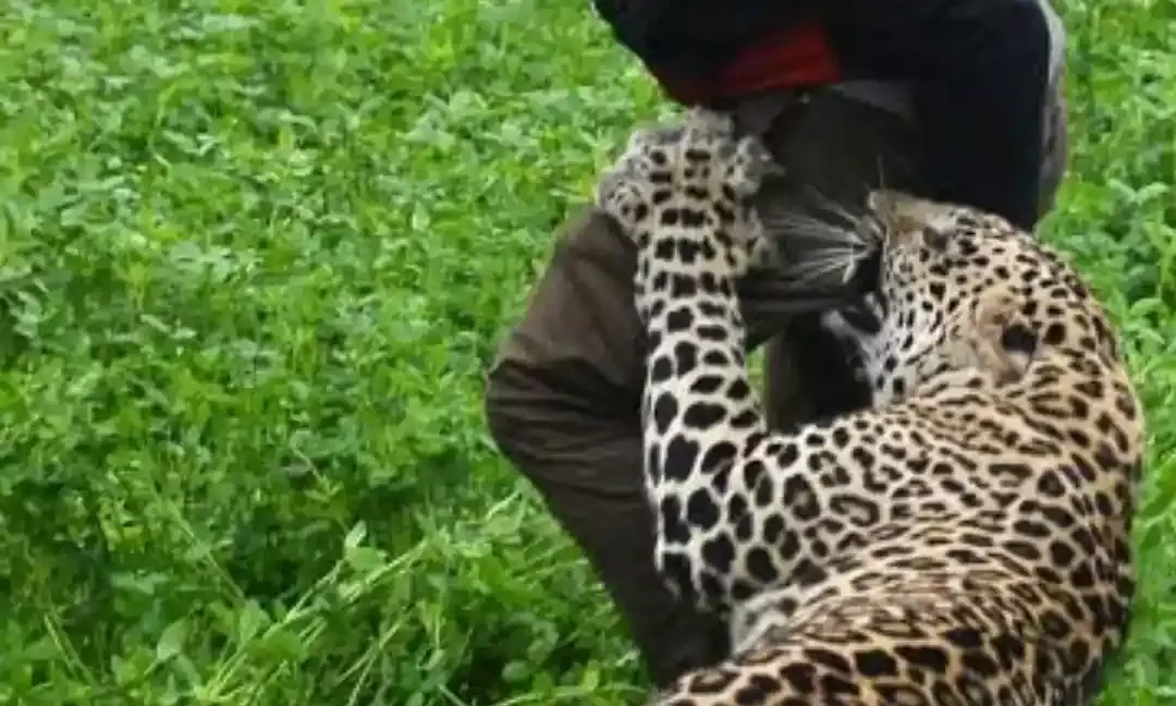 J&K Sees Surge in Human-Wildlife Conflicts