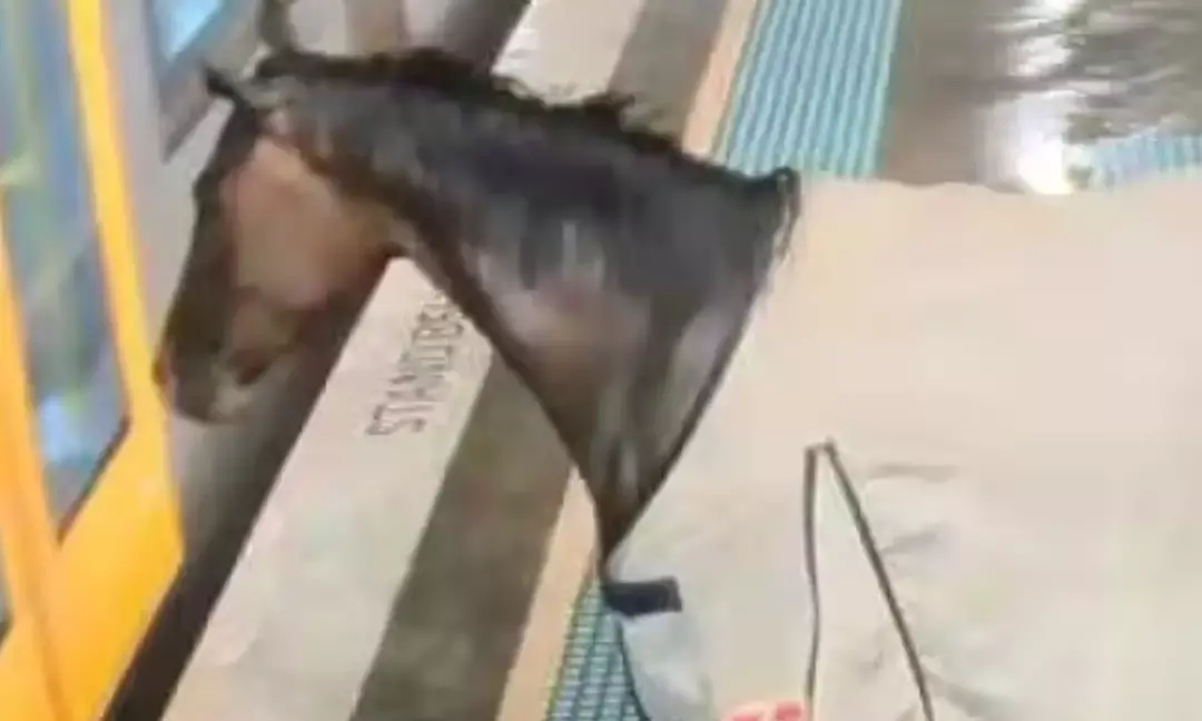 Well-Behaved Runaway Horse Found on Railway Platform