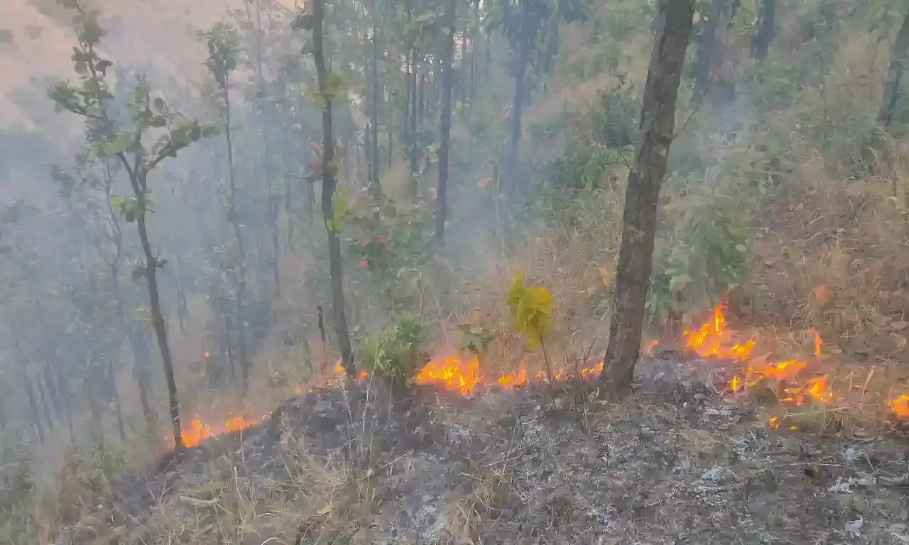 थमने का नाम नहीं ले रहीं उत्तराखण्ड के जंगल में आग की घटनाएं, स्थानीय लोगों के साथ वन्यजीवों पर भी छाया संकट