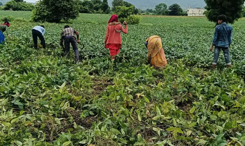 मध्य प्रदेश में बाजार, मौसम और सरकारी नीतियों की चुनौतियों से परेशान सोयाबीन किसान