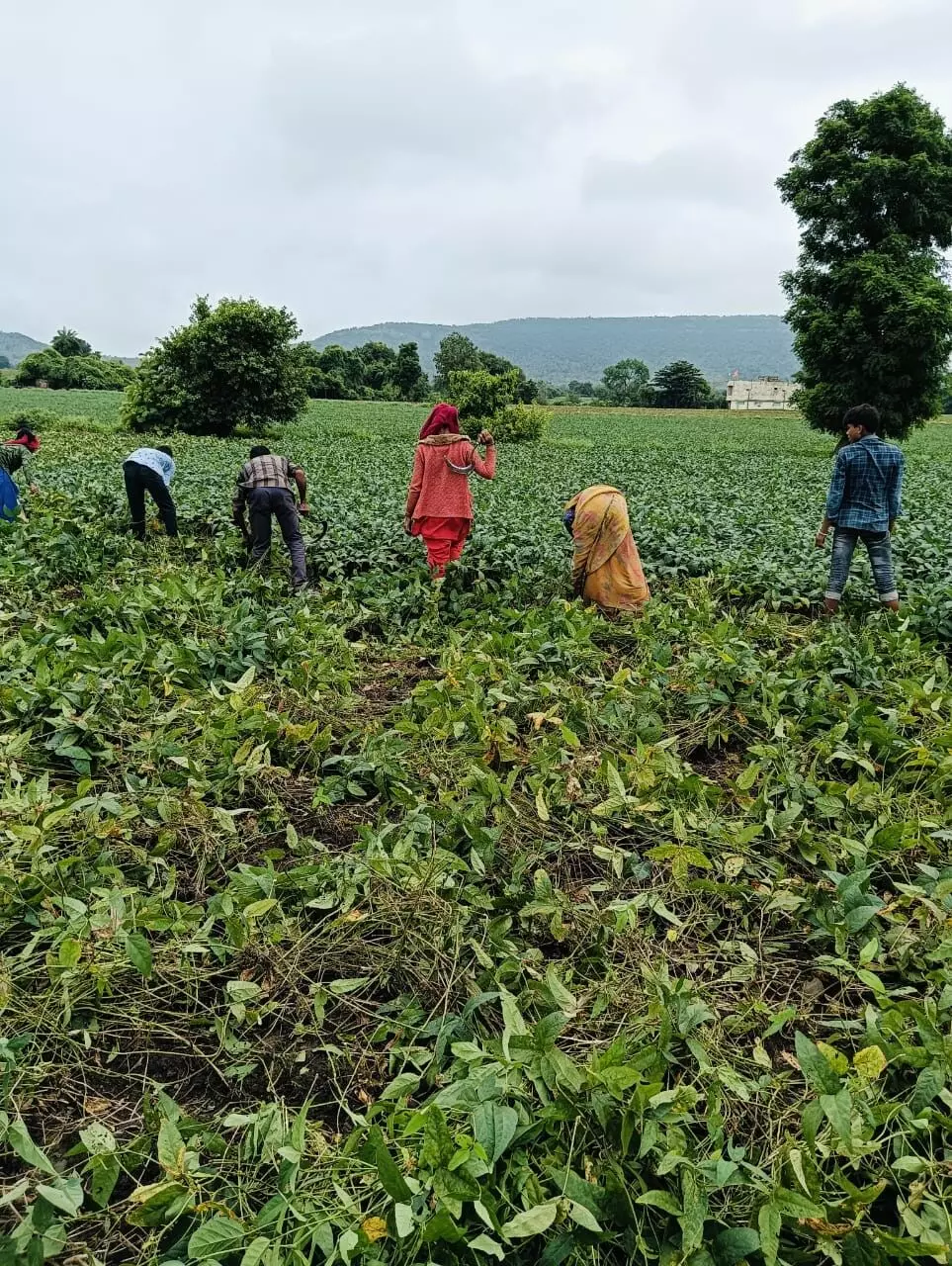 मध्य प्रदेश में बाजार, मौसम और सरकारी नीतियों की चुनौतियों से परेशान सोयाबीन किसान मध्य प्रदेश में बाजार, मौसम और सरकारी नीतियों की चुनौतियों से परेशान सोयाबीन किसान