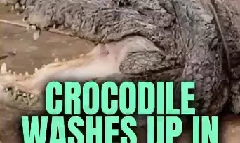 Vadodara Floods Trigger Crocodile Rescues on University Campus