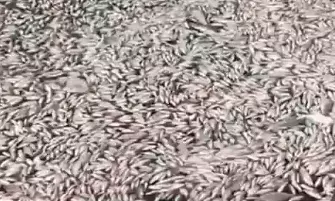 Thousands of Dead Fish at Greece Port: State Emergency Declared